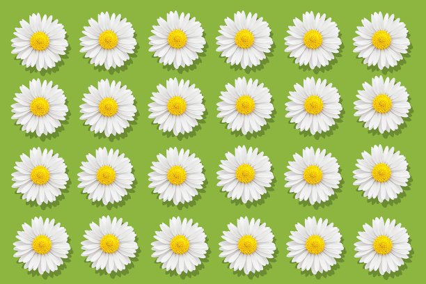 白色洋甘菊，黄色中间，绿色底色图片下载