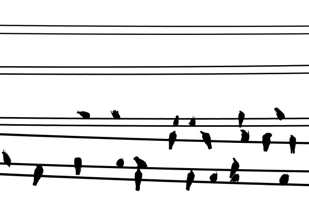 电线上的鸟，黑白相间。图片下载