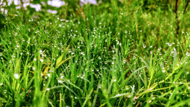 冬天的早晨，水珠落在绿草上图片下载