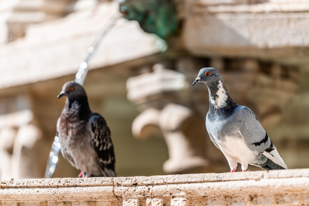 佩鲁贾，意大利翁布里亚广场广场中世纪建筑喷泉和特写两只鸽子在夏天和小溪流动图片下载