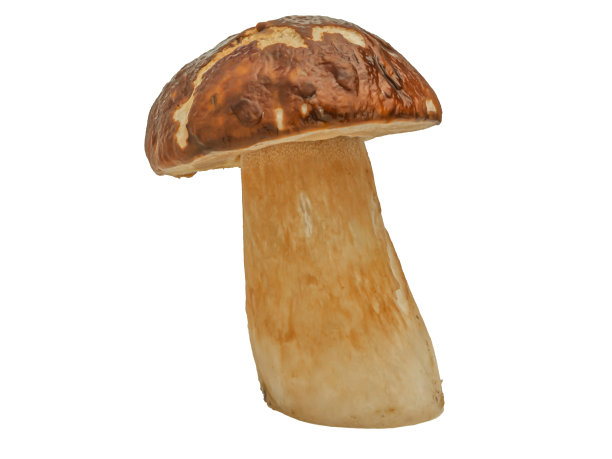 洋葱，好一分钱图片下载