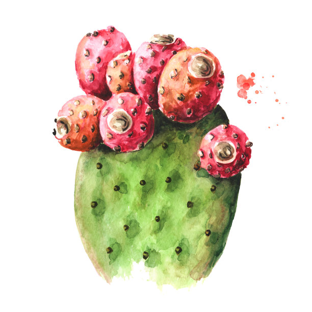 仙人掌或印度无花果仙人掌，有红色果实。水彩手绘插图，孤立的白色背景图片下载
