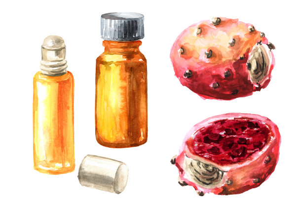 多刺梨和籽油结块。水彩手绘插图，孤立的白色背景图片下载