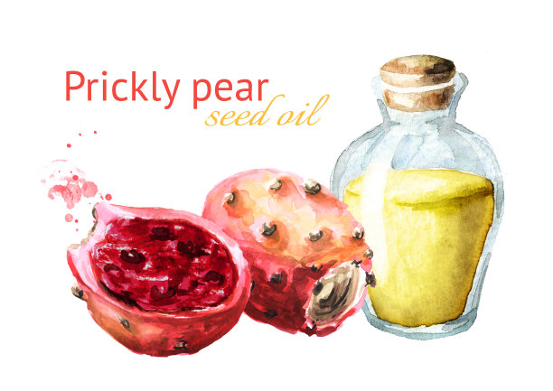 多刺梨和一瓶籽油。水彩手绘插图，孤立的白色背景图片下载