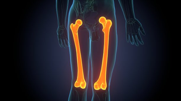 人体骨骼解剖股骨骨三维渲染医学概念图片下载