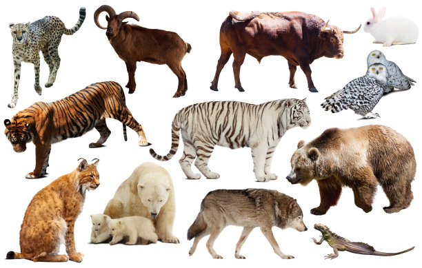 亚洲动物隔离图片下载