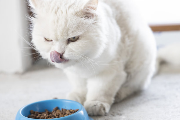 白色安哥拉猫在碗里吃食图片下载