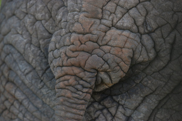 大象臀部和尾巴的特写图片下载