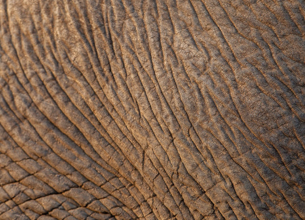 大象皮肤的特写图片下载
