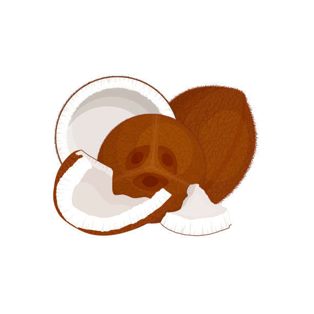 向量。椰子的静物画。图片下载