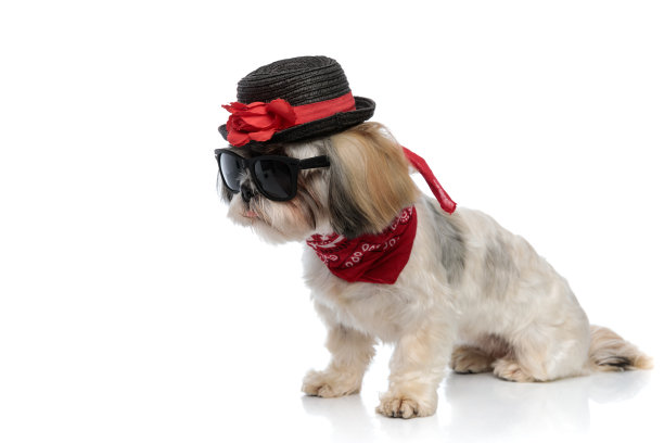 神秘的狮子狗好奇地看向别处，戴着帽子、墨镜、大手帕图片下载