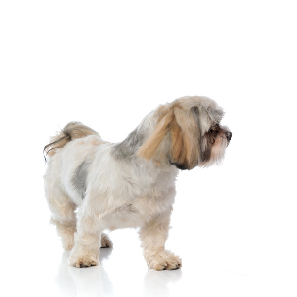 好奇的西施犬在站着的时候会看向别处图片下载