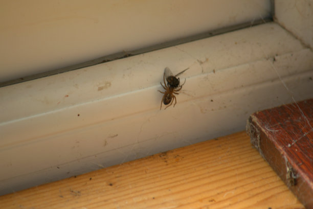 蜘蛛吃苍蝇图片下载