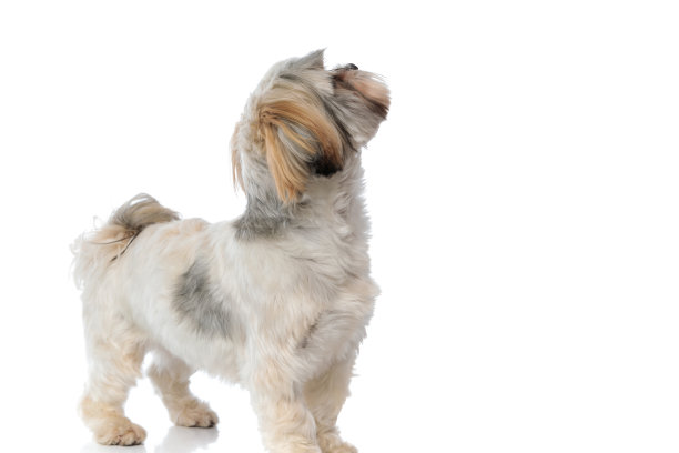 好奇的西施小狗一边站一边看别处图片下载