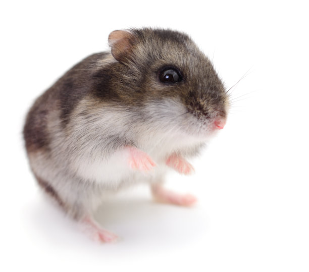 国内小仓鼠。图片下载