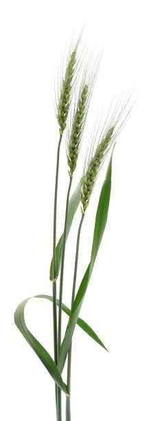 耳朵的小麦。图片下载