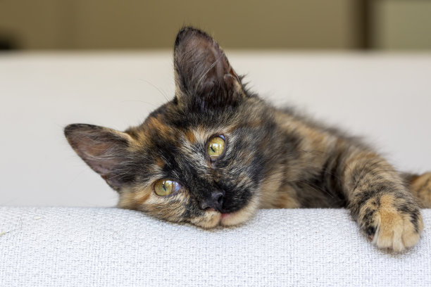 可爱小花猫(龟甲猫)图片下载