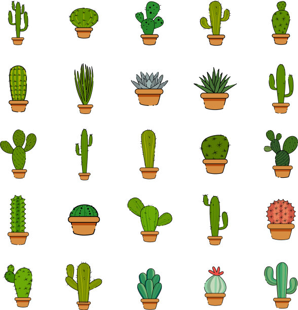 在盆栽中种植仙人掌图片下载