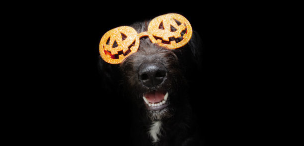 滑稽的狗狗戴着南瓜眼镜庆祝万圣节。孤立在黑色背景上图片下载