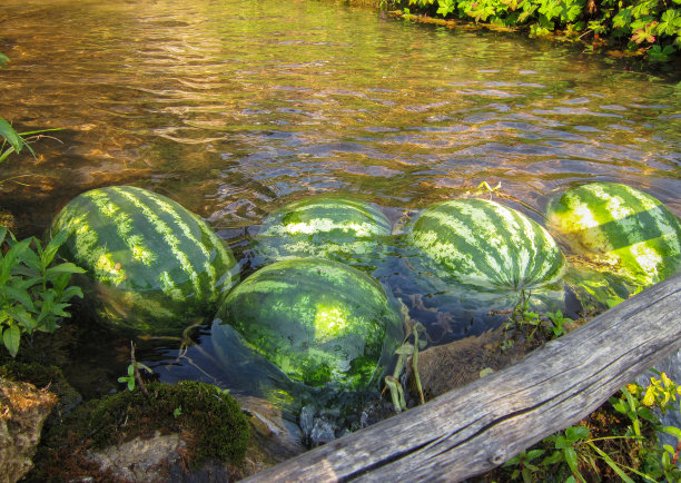 把西瓜放在冷水中冷却图片下载