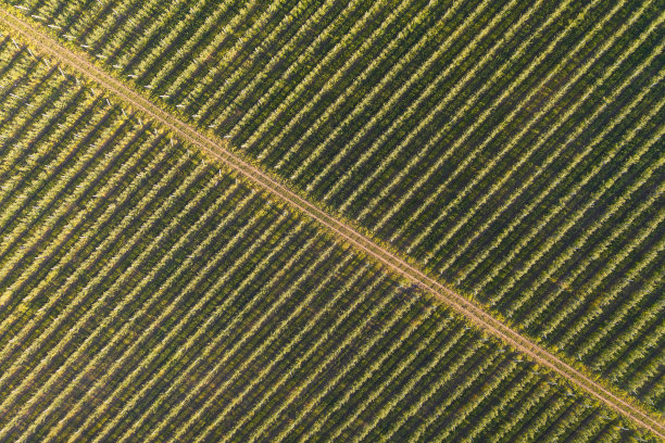 年轻的果树花园。图片下载
