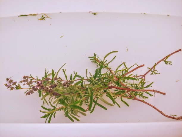 浸泡圣人图片下载