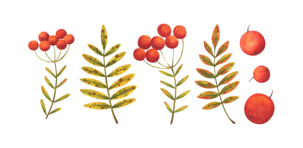 秋白蜡树的叶子是黄色、绿色和红色的浆果。水彩插图孤立的白色背景。一组带有植物元素的图片。图片下载