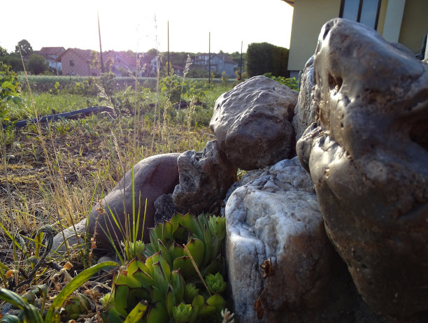 一种普通的菊科植物，周围有闪亮的大石块。背景是一幅乡村风景图片下载