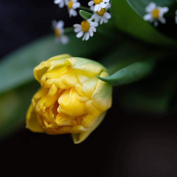 单瓣细致的黄色郁金香，黑色背景。近距离的图片黄花在春天的卡片。可以很容易地用于艺术项目的想法。图片下载