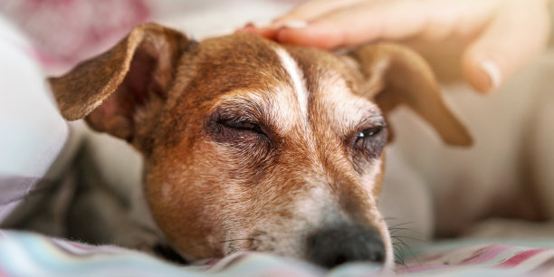 人手与修指甲的宠物昏昏欲睡的小狗躺在毯子上图片下载