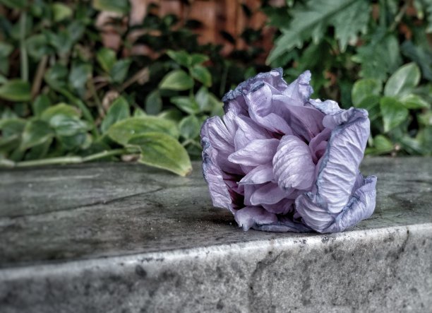 淡紫色花2图片下载