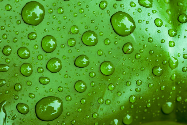 近距离观察绿色荷叶上的水滴。图片下载