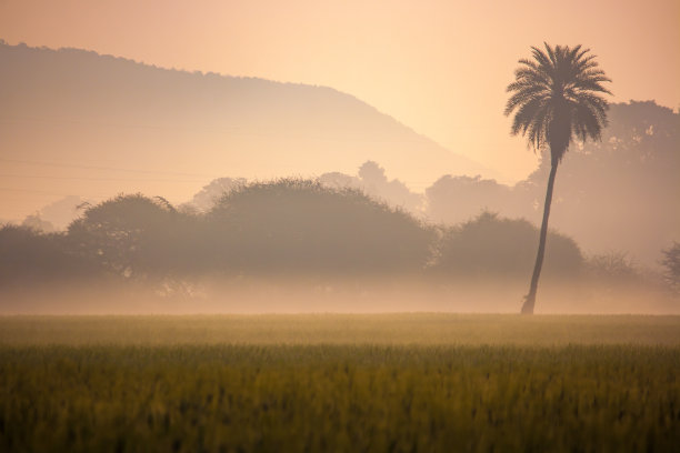一个冬天的早晨，树木消失在晨曦中的薄雾中。这张照片摄于印度印多尔种植小麦的田地里。图片下载