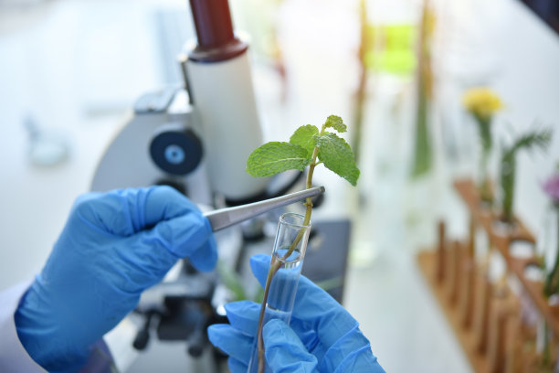 科学家医生，用草药制成有机天然的替代草药图片下载