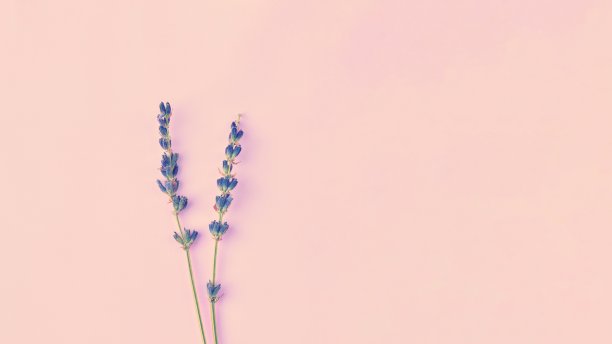 一束紫罗兰、淡紫色、紫色的薰衣草花排列在桌子的背景上。俯视图，平铺模型，复制空间。最小的背景概念。干花，花成分分离。Spa皮肤护理。图片下载