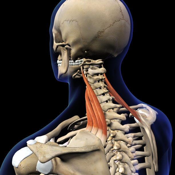 肩胛提肌颈部肌肉与骨骼系统分离图片下载