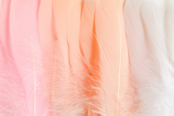 粉色羽毛纹理背景。羽毛的背景。平躺，俯视图图片下载