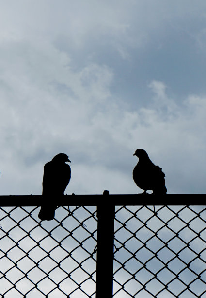 两只鸟图片下载