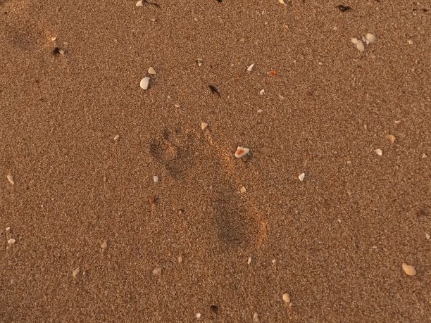 沙滩脚印图片下载