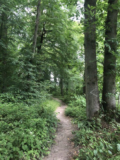 夏季森林道路图片下载