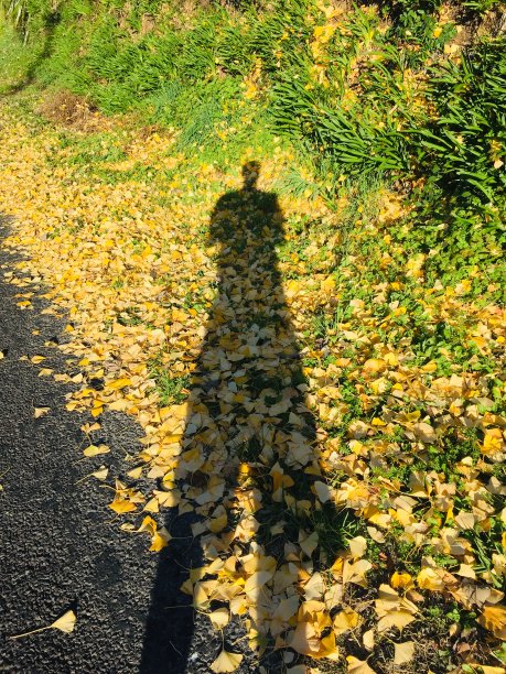 影子在叶子图片下载