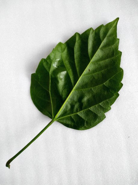 白色背景上的月季花叶子图片下载