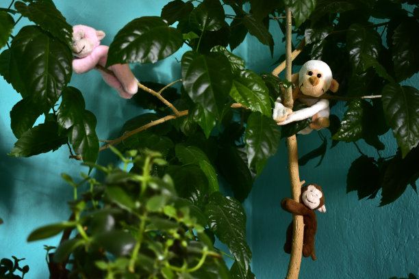 挂在玫瑰花丛上的毛绒玩具图片下载