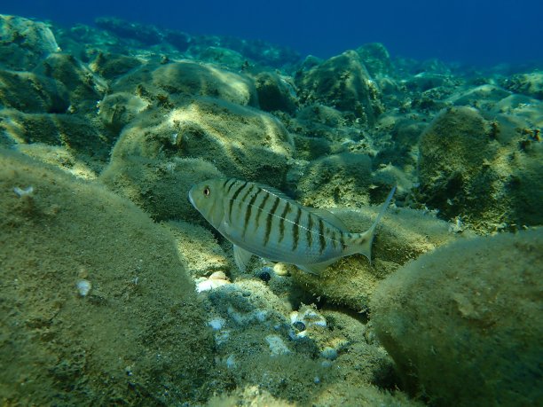 爱琴海下的沙齿鲨或条纹鲷(石颌鲷)图片下载