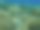 爱琴海下的沙齿鲨或条纹鲷(石颌鲷)图片下载