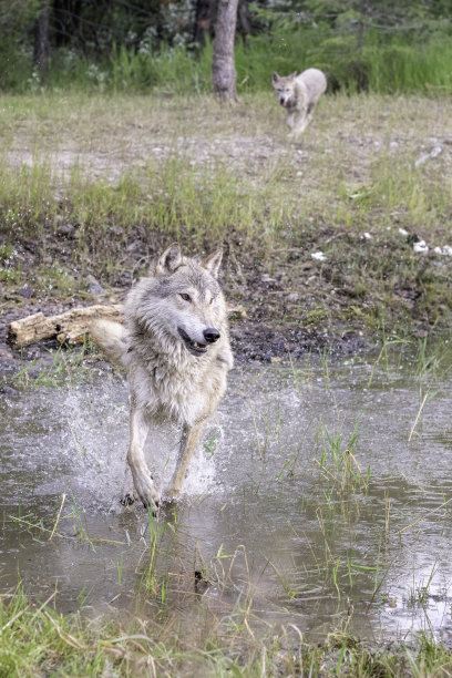 狼在水里奔跑图片下载