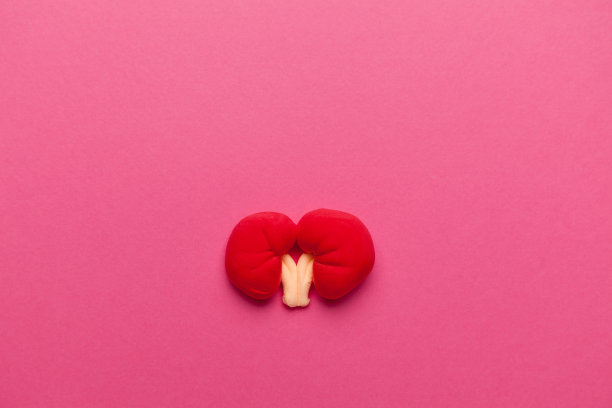 肾脏的治疗和预防。解剖器官。卡通的概念图片下载