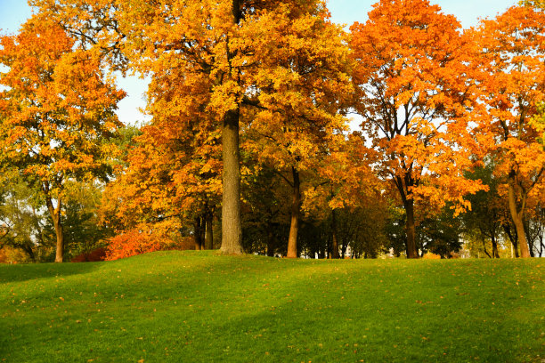 在阳光明媚的秋日，在蓝天和绿色的草地前的公园里的一组五颜六色的秋天树的照片图片下载