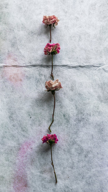 大理石般白色背景下的小玫瑰干图片下载