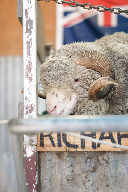 澳大利亚的羊。绵羊正在绵羊农场吃午餐。软焦点图片下载